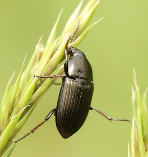 Réf. 221 865 : Amara similata